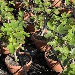 Figovník obyčajný (Ficus carica) ´BROWN TURKEY´ - výška: 30-40 cm, kont. C2,6L (-20°C) - BONSAJ (DECO MISA)